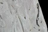 Ediacaran Aged Fossil Worms (Sabellidites) - Estonia #73529-3